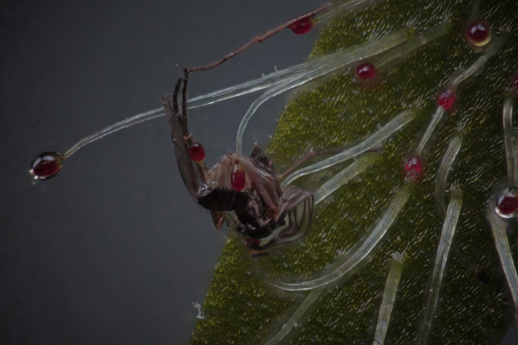 Drosera Capensis (Sundew)