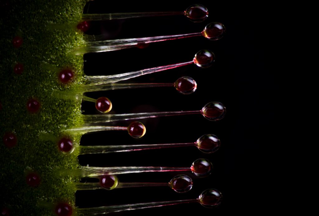 Drosera Capensis (Sundew)