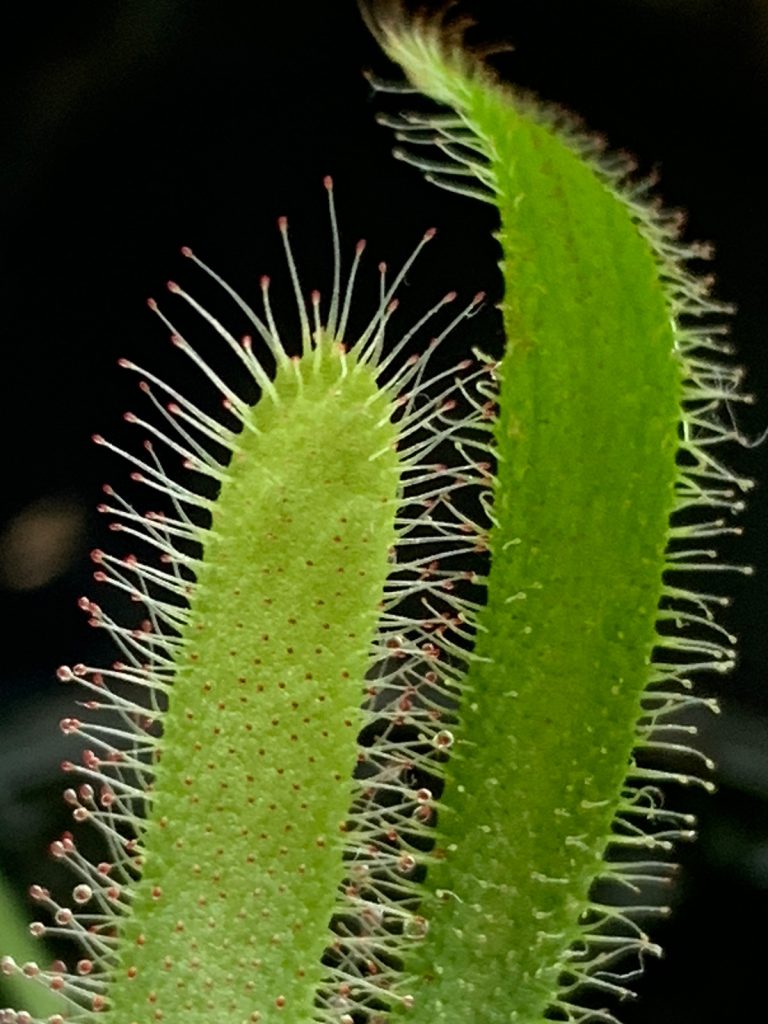 Drosera Capensis (Sundew)