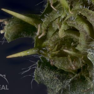 Bindii seed